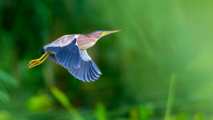 great blue heron ardea cinerea