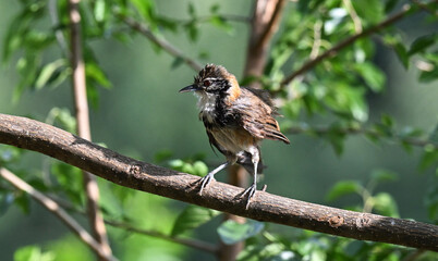blackbird on a branch