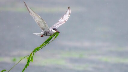 dragonfly on the ground