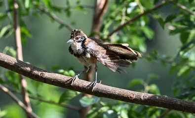 black backed shrike on branch