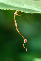 green caterpillar on a branch