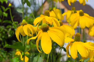 Close-up of yellow Rudbeckia nitida Nutt. flowers at garden at Swiss city of Zürich on a summer day. Photo taken August 4th, 2025, Zurich Schwamendingen, Switzerland.