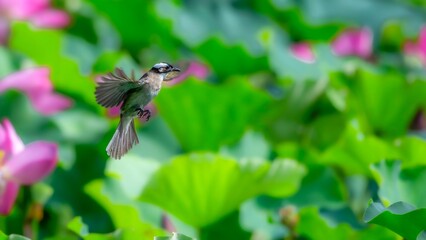 hummingbird feeding on flower
