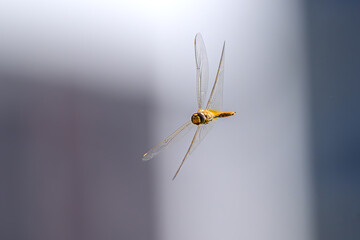spider on a yellow background