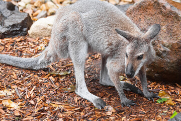 Australian kangaroos in its natural habitat. Wildlife photography capturing the iconic marsupial in green grassy fields in Australia. Symbol of Australian fauna and nature tourism.	