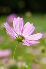 揺れるコスモス