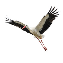 Fototapeta premium Flying white stork isolated on white or transparent background