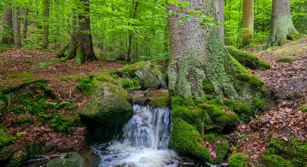 picturesque forest landscape, small stream flowing over green moss covered rocks
