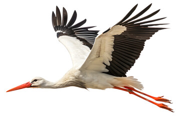 Flying white stork isolated on white or transparent background