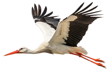 Flying white stork isolated on white or transparent background