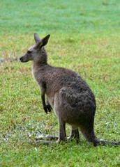 Australian kangaroos in its natural habitat. Wildlife photography capturing the iconic marsupial in green grassy fields in Australia. Symbol of Australian fauna and nature tourism.	