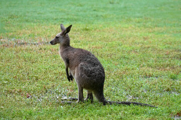 Australian kangaroos in its natural habitat. Wildlife photography capturing the iconic marsupial in green grassy fields in Australia. Symbol of Australian fauna and nature tourism.	