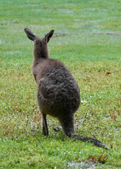 Australian kangaroos in its natural habitat. Wildlife photography capturing the iconic marsupial in green grassy fields in Australia. Symbol of Australian fauna and nature tourism.	