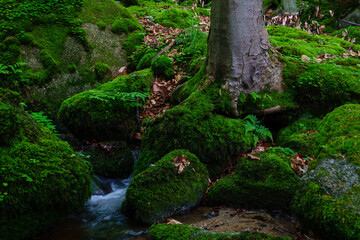 Fototapeta premium mountain stream flowing over green moss covered rocks in forest