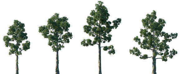 Set of Agathis dammara (commonly known as the Amboina pine or dammar pine) frontal isolated png on...