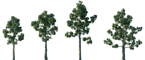 Set of Agathis dammara (commonly known as the Amboina pine or dammar pine) frontal isolated png on a transparent background perfectly cutout