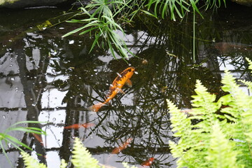Beautiful koi fish pond surrounded by lush ferns and tropical reflections in Nottingham, England.