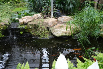 Tranquil Koi pond with a beautiful waterfall surrounded by lush greenery in Nottingham, England.