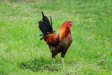 Cockerel Walking in a Rural Farm Field of Grass