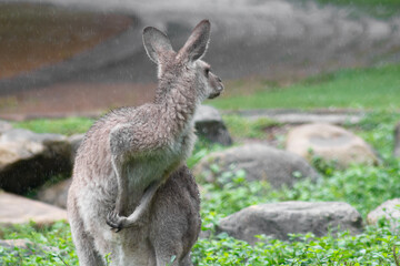 Australian kangaroos in its natural habitat. Wildlife photography capturing the iconic marsupial in green grassy fields in Australia. Symbol of Australian fauna and nature tourism.	