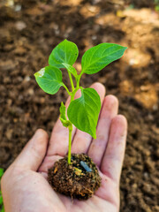 Hand Holding Chili Pepper Seedling with Soil Clump