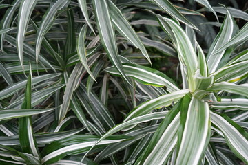 Obraz premium Close up of variegated tropical foliage in a lush greenhouse in Nottingham, England.