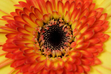Close-up view of vibrant orange and yellow gerbera daisy in full bloom during spring in Nottingham, England.