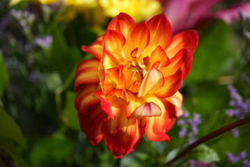 Beautiful vibrant orange and yellow dahlia flowers in a summer garden in Nottingham, England under morning light.