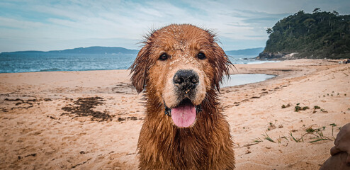 A sandy Golden Retriever enjoying a playful day at the beach.