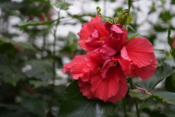 Vibrant pink double hibiscus flowers in a lush greenhouse bathed in morning light in Nottingham, England.