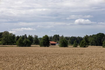 Rural farmland with golden wheat fields stretching across Svenstorp area outside Skovde in Vastergotland Sweden