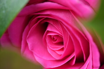 Vibrant pink rose macro photography in a spring garden setting in Nottingham, England