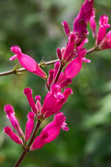 Pink Salvia involucrata 'Boutin' Rosy leaf sage, in flower. 