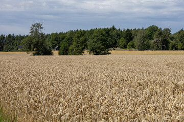 Rural farmland with golden wheat fields stretching across Svenstorp area outside Skovde in Vastergotland Sweden
