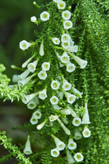 Inflorescence of a Pichi plant, Fabiana imbricata