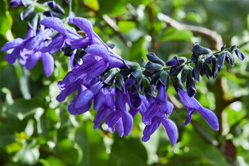 Salvia guaranitica flowers. Lamiaceae perennial plant