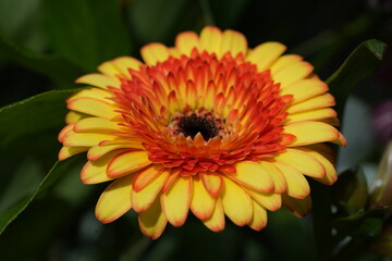 Vibrant yellow and orange Gerbera daisy in a summer garden setting in Nottingham, England.