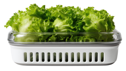 Fresh green lettuce in a clear glass container with a white perforated basket base