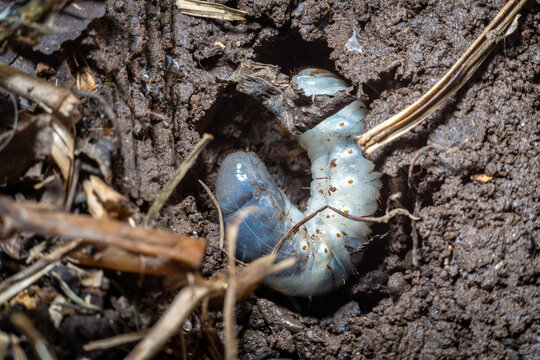 Bull bug (Diloboderus abderus) larva nesting on the soil.