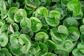 European Wild Ginger (Asarum europaeum) A plant widely used in gardening, recognizable by its shiny, dark green, heart-shaped leaves. This image is ideal as a background or 3d texture