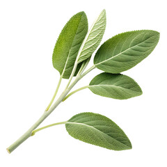 Fototapeta premium Green sage herb leaves twig isolated on white or transparent png background