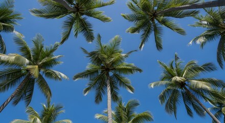 Fototapeta premium Worm eye view of many palm trees against a bright blue sky on a sunny day in a tropical location