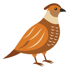 bird on white background