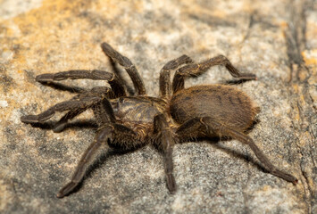 A beautiful juvenile Baboon Spider (Harpactira sp. Robertson) in the fynbos biome in the Western Cape, South Africa