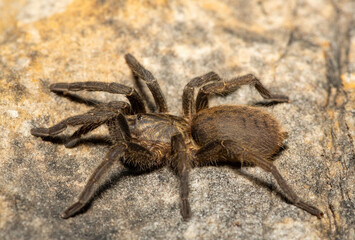 A beautiful juvenile Baboon Spider (Harpactira sp. Robertson) in the fynbos biome in the Western Cape, South Africa