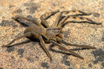 A beautiful female Cape rain spider (Palystes castaneus), a species of huntsman spider, on a rock in the Western Cape, South Africa