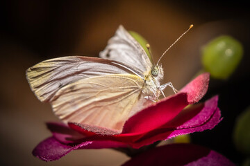 Piéride du navet (pieris napi)