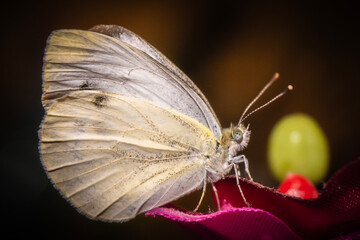 Piéride du navet (pieris napi)