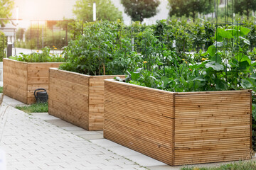 Garden Beds in Urban Yard. Modern Garden Raised Beds with Vegetables Tomato Cucumber Plants near Residential Building.