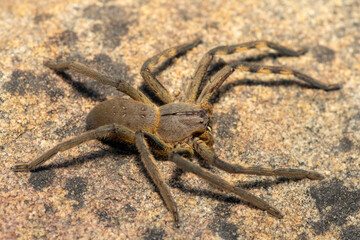 A beautiful female Cape rain spider (Palystes castaneus), a species of huntsman spider, on a rock in the Western Cape, South Africa